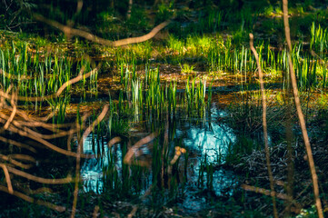 poland, arboretum, kudypy, nature, garden, aprk, springs, flowers, meadow, flora