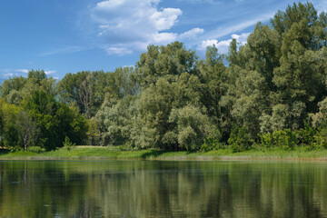 A forest lake on a clear day with a blue sky. Green thickets of reeds float on the water.