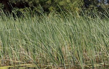 thickets of reeds growing out of the water