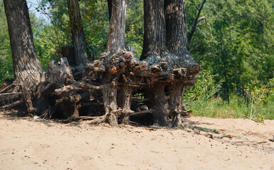 bare tree roots growing out of the sand at low tide on the shore