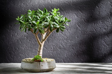 Jade tree in cement pot, close-up view, space for text © Alexander Ruiz