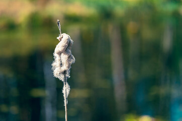 poland, arboretum, kudypy, nature, garden, aprk, springs, flowers, meadow, flora