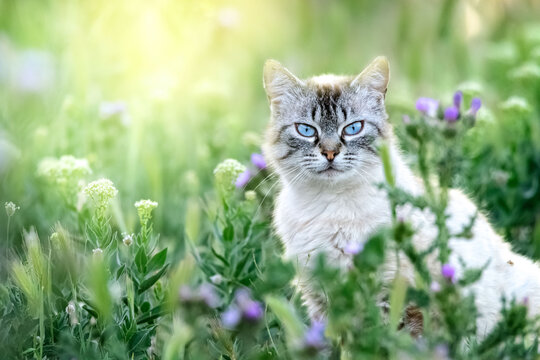 Gato domestico entre la hierba verde con flores al atardecer