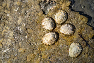 limpets on rocks in the ocean on a beach in australia