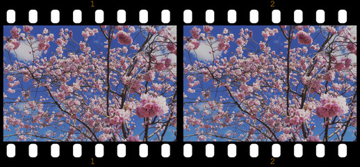 Cherry Trees in the sky