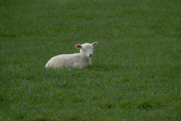 Naklejka na ściany i meble Sheep in the fields