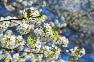 Rapid flowering of sweet cherry tree