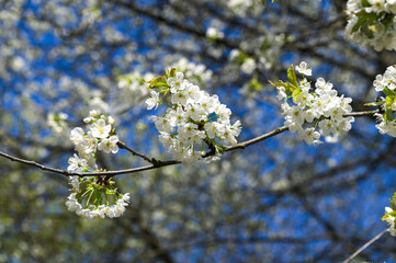 Rapid flowering of sweet cherry tree