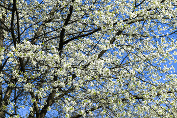 Rapid flowering of sweet cherry tree