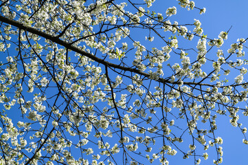 Rapid flowering of sweet cherry tree