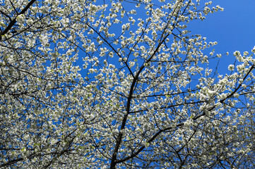 Rapid flowering of sweet cherry tree