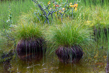 Skandinavische Sumpflandschaft im Nationalpark Fulufjället