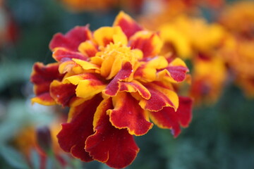 Orange yellow flower marigold close-up. Growing flowers. Color Science Autumn Summer Fragrant Home Flowers for Flower Beds