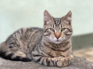Tabby cat looking at camera.