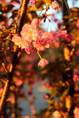 cherry blossoms in the sunset