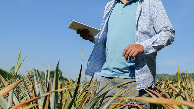 The idea of working in agriculture by using technology to aid in the labor is demonstrated by a man using a tablet computer to verify, read, or analyze a report on pineapple in a plantation farm.