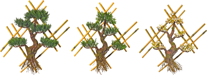 Wall decorative artificial bonzai trees with transparent png background