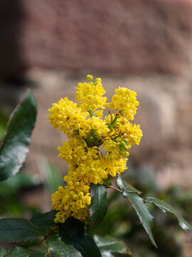 Mahonia bl&uuml;hen im Park, Mahonien (Mahonia)