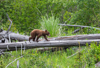Black Bear Cub on Log © George Erwin Turner