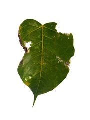Pho leaves in the evening.Green leaf Pho leaf, (bo leaf, bothi leaf) with sunlight in nature, bo tree , bothi tree , pipal tree leaves background, Banyan tree leaves, bothi perennials plant