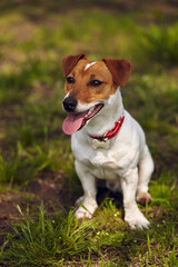 Cute little Jack Russell dog sitting on grass in park with pink tongue sticking out