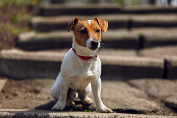 Cute little Jack Russell terrier sitting on stairs and looking in camera