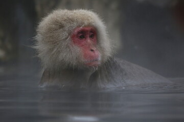 portrait of a macaque in water