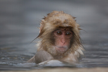 close up of a macaque child