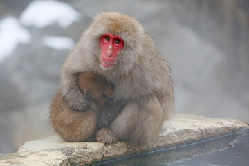 Japanese macaque family