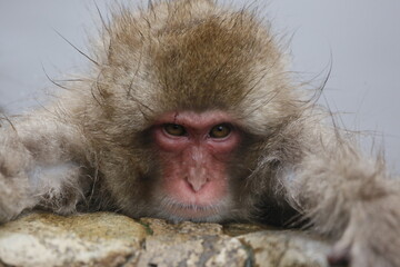 Obraz premium close up of a macaque child