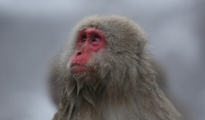 close up of a macaque