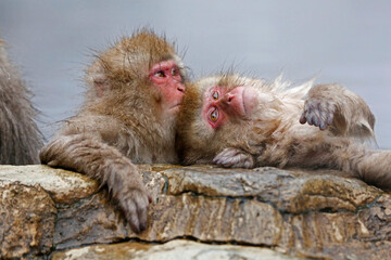 Japanese macaque family