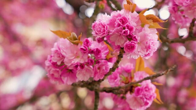 Selective focus of beautiful branches of pink cherry tree under blue sky, beautiful sakura flowers in spring season in park, texture of flora pattern, natural floral background.