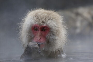 portrait of a Japanese macaque