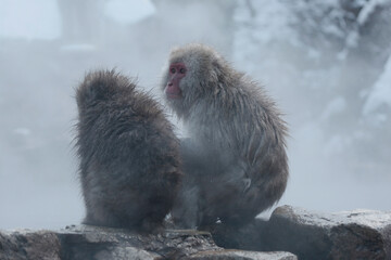 Japanese macaques in the snow