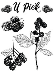Hand drawn vector rubus blackberry, berries, fruit, for organic, boho, botanical hand painted u-pick farm sign, jam jelly label, baking recipes or seed packets. Elixir, cocktail, puree label and menu.