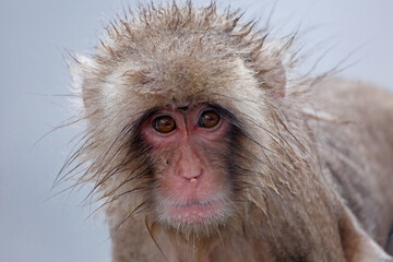 close up of a Japanese macaque
