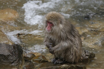 japanese macaque 