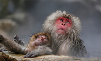japanese macaque family