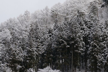 Forest in Jikokudami