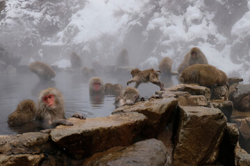 japanese macaque sitting on the rock