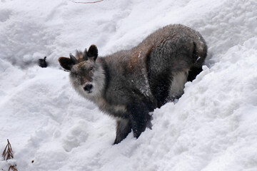 Naklejka premium Serow in the snow