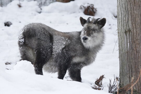 Japanese serow