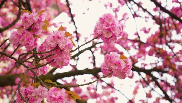 Selective focus of beautiful branches of pink cherry tree under blue sky, beautiful sakura flowers in spring season in park, texture of flora pattern, natural floral background.