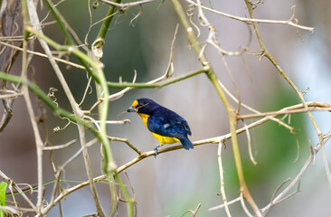Violaceous Euphonia, a tropical bird gathering nesting material in dry branches.