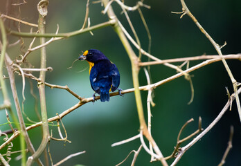 Small bird gathering nesting material in dry branches.