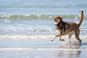 dog on the beach