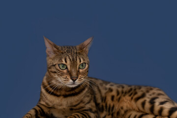 Bengal cat is a purebred cat on a blue background. Copy space. Holidays and events