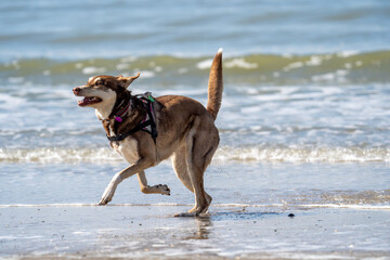 dog on the beach
