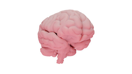 Anatomical Brain. 3d illustration. 3d render.